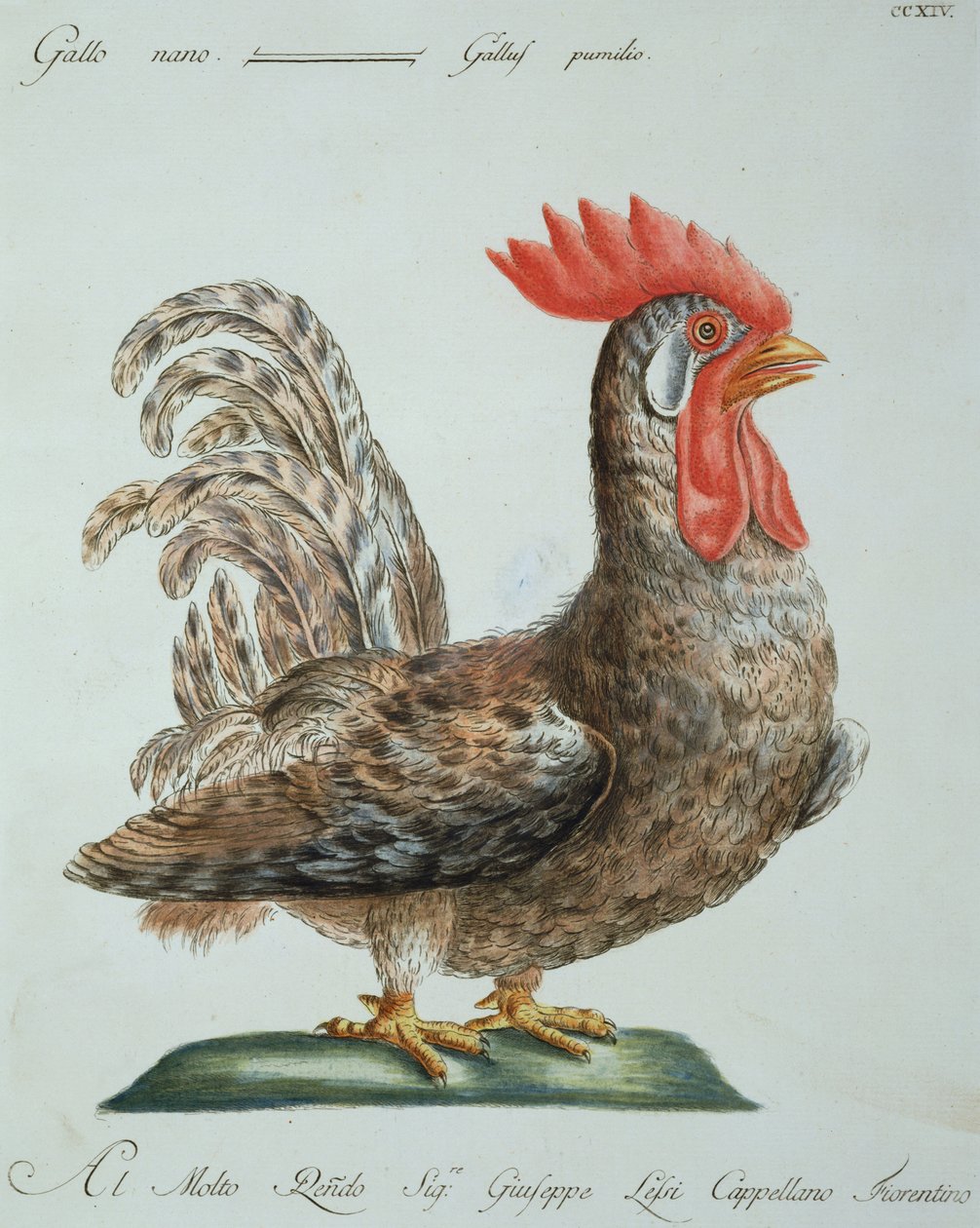 Dwarf Cockerel, c.1767-76 by Italian School