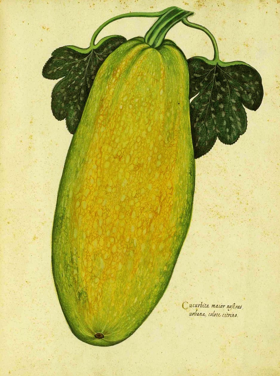 Heirloom Squash by Ulisse Aldrovandi by Italian School