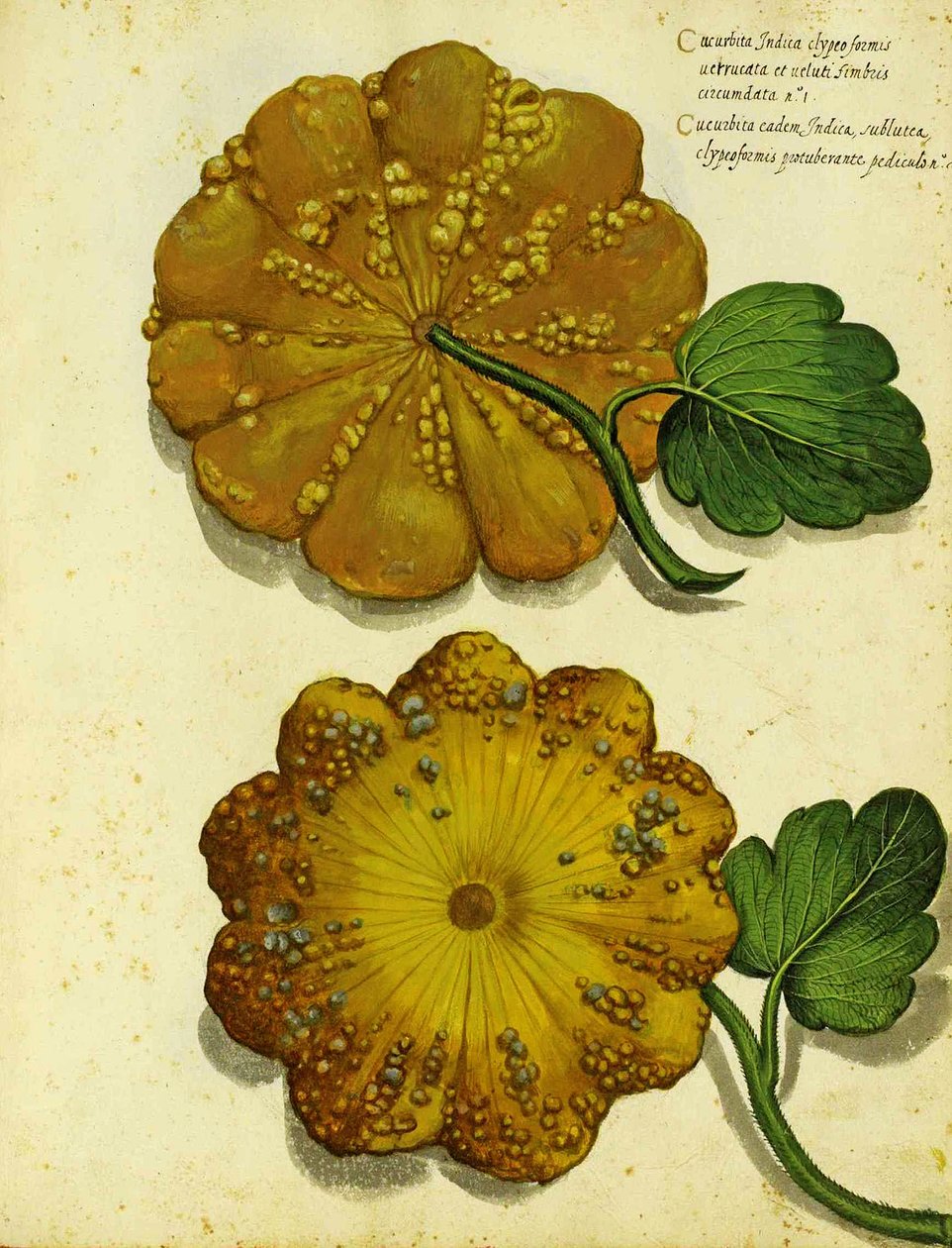 Heirloom Squash by Ulisse Aldrovandi by Italian School