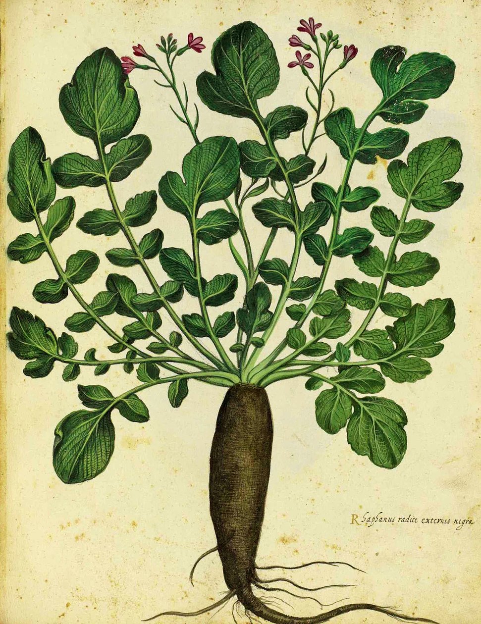 Long Black Radish by Ulisse Aldrovandi by Italian School