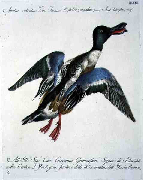 Mallard in Flight, c.1767-76 by Italian School