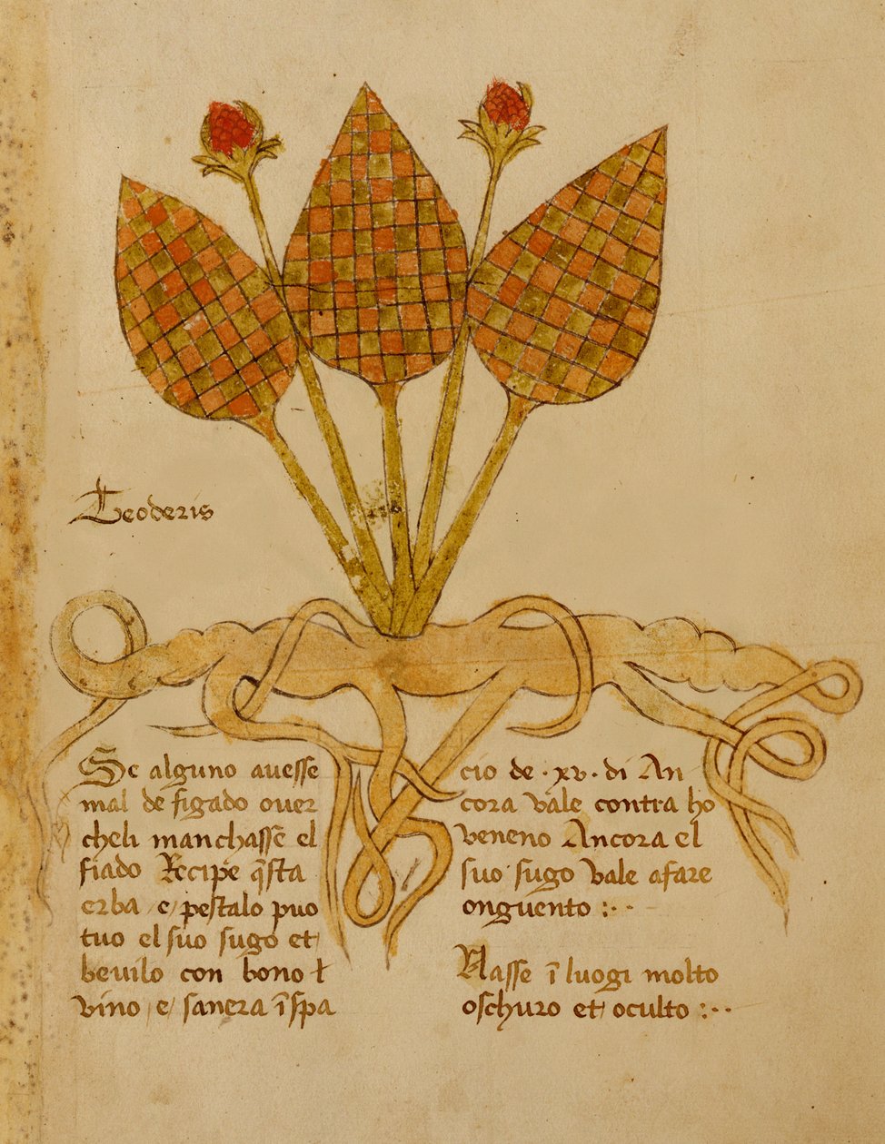 Herba Teoderis by Italian School