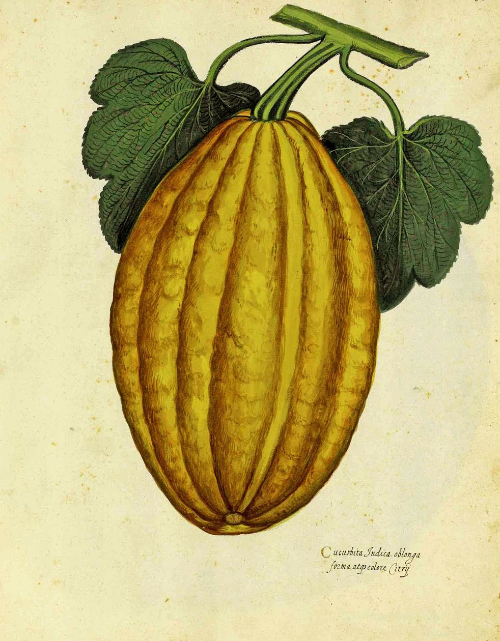 Oblong Squash by Ulisse Aldrovandi by Italian School