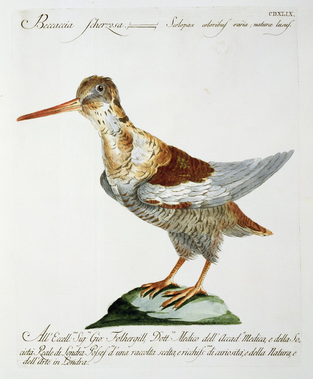 Snipe, c.1767-76 by Italian School