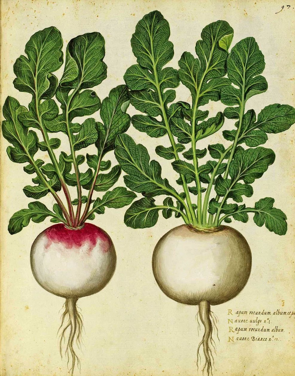 Turnip by Ulisse Aldrovandi by Italian School