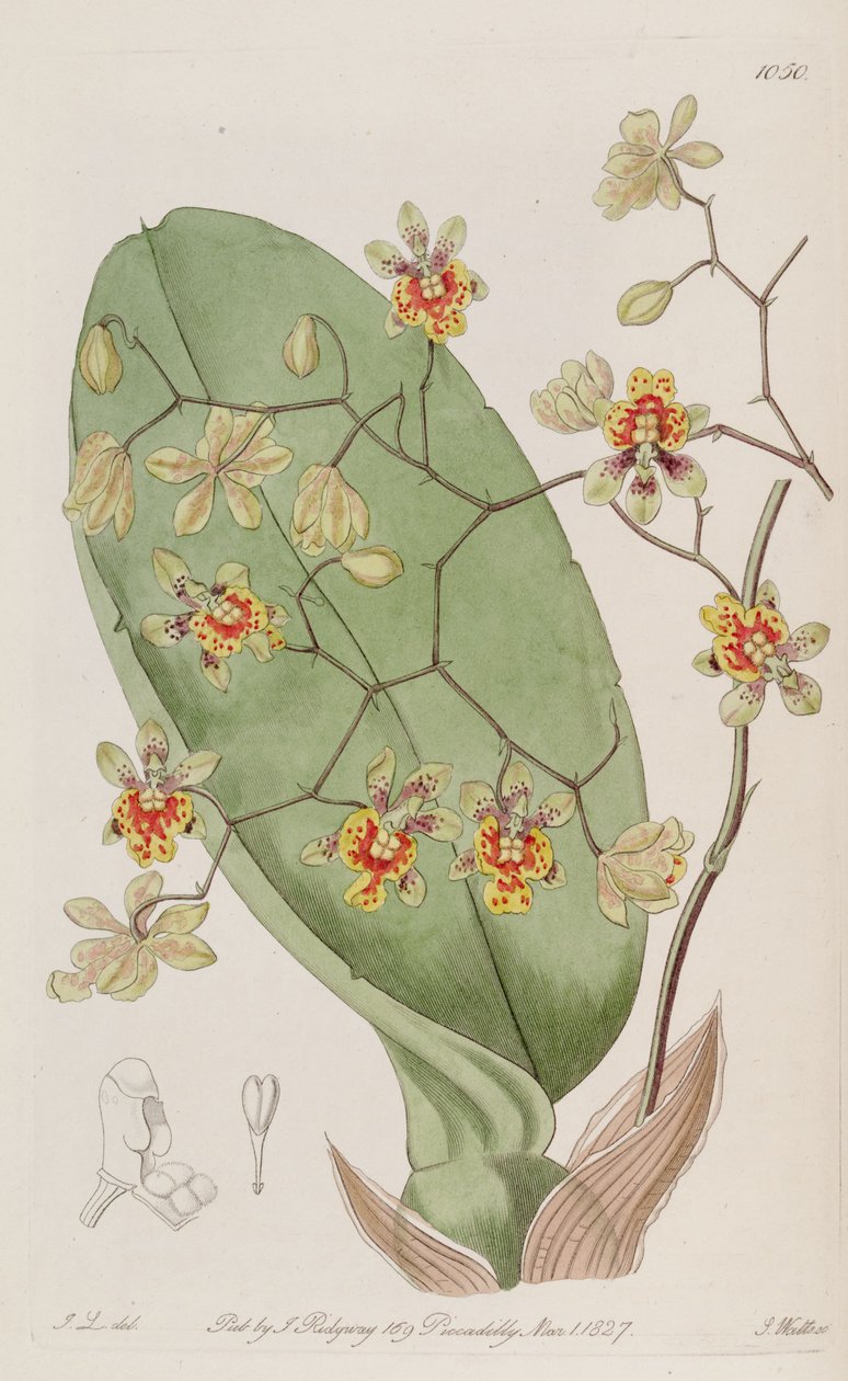 Illustration of Oncidium divaricatum by J. L. del.