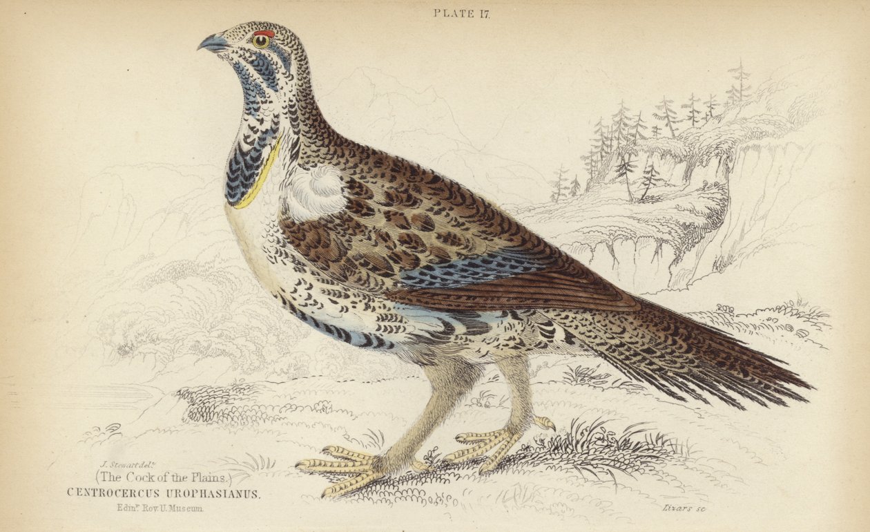 Centrocercus Urophasianus by J. Stewart