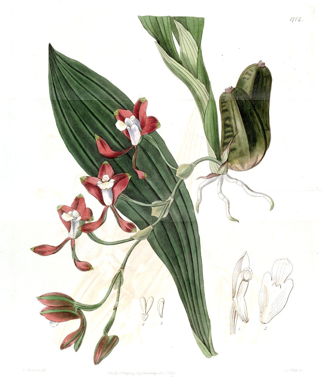 Batemannia colleyi by Jams  Watts