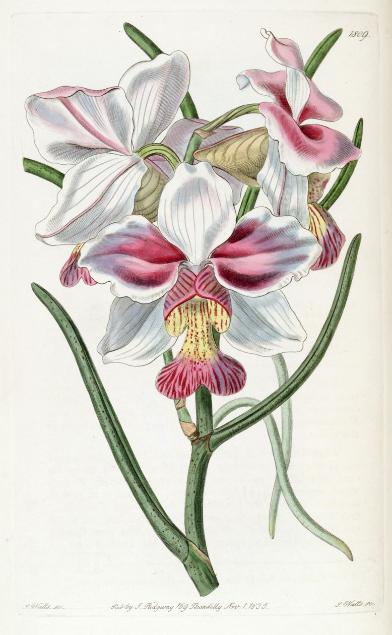 Papilionanthe teres by Jams  Watts