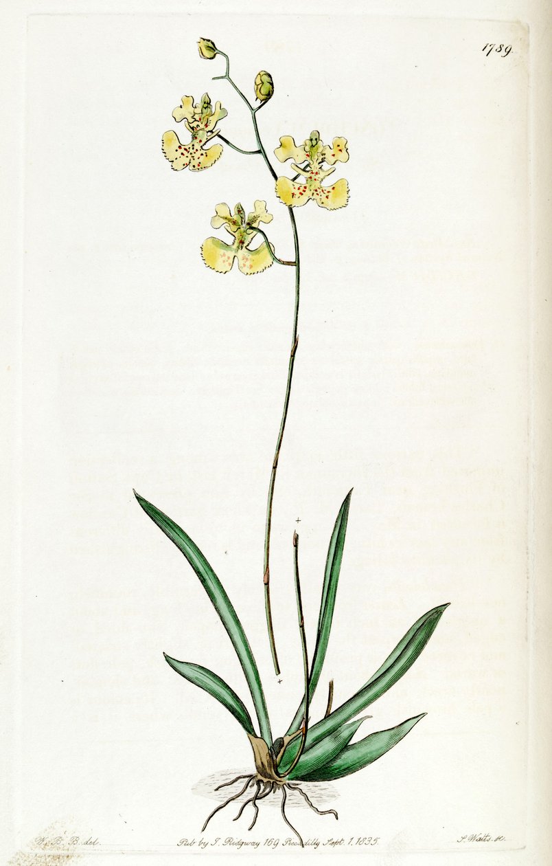 Illustration of Tolumnia guianensis (as syn. Oncidium lemonianum) by Jams  Watts