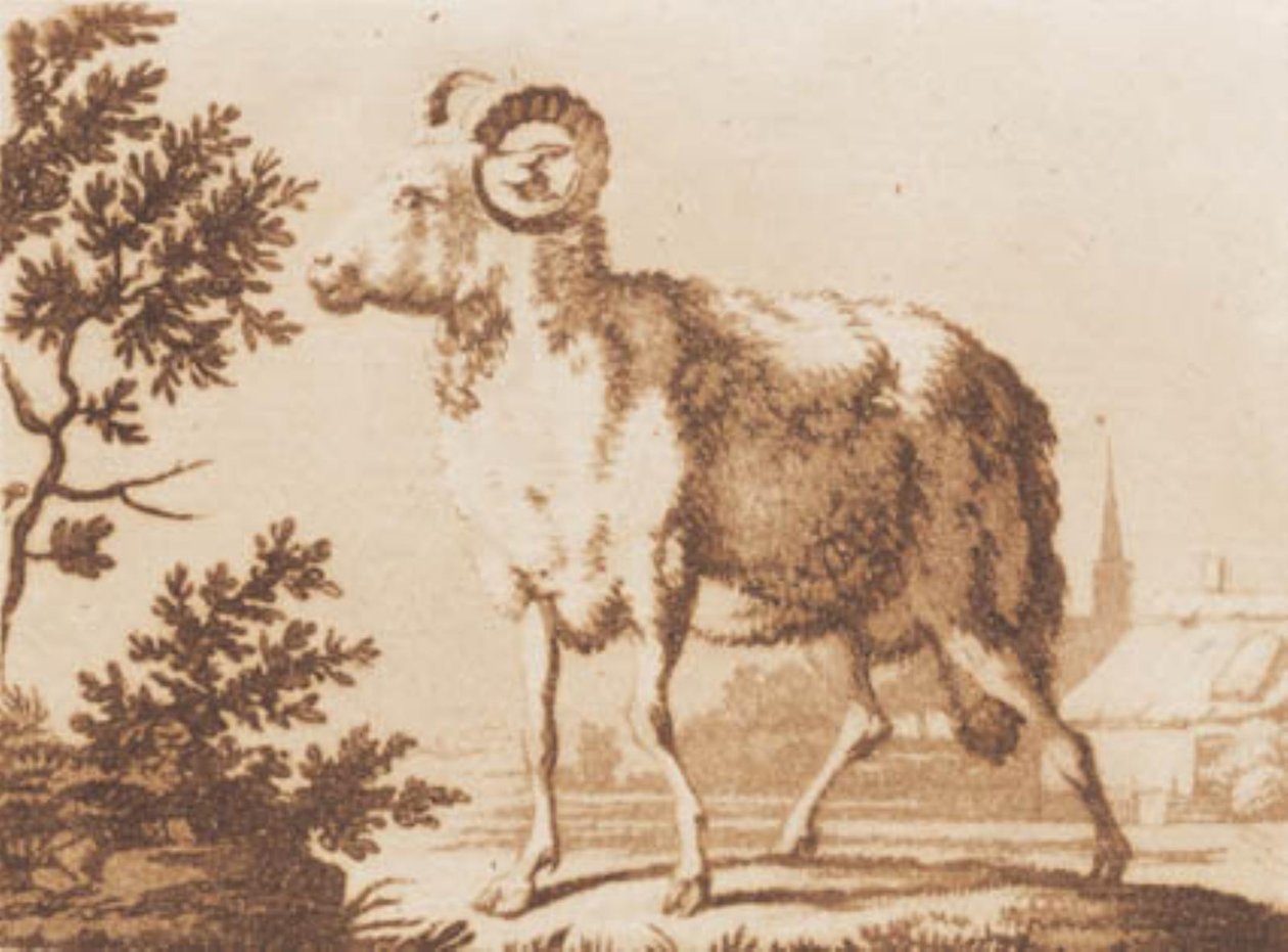 A Ram by J.F. Clemens