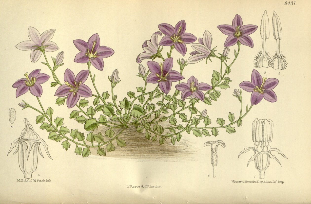 Campanula arvatica, Campanulaceae by J.N. Fitch