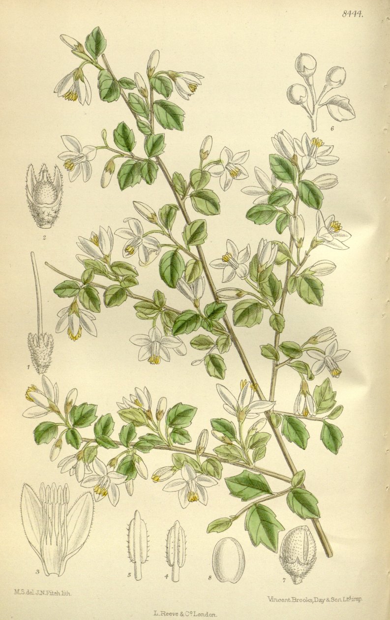Styrax Wilsonii, Styracaceae by J.N. Fitch