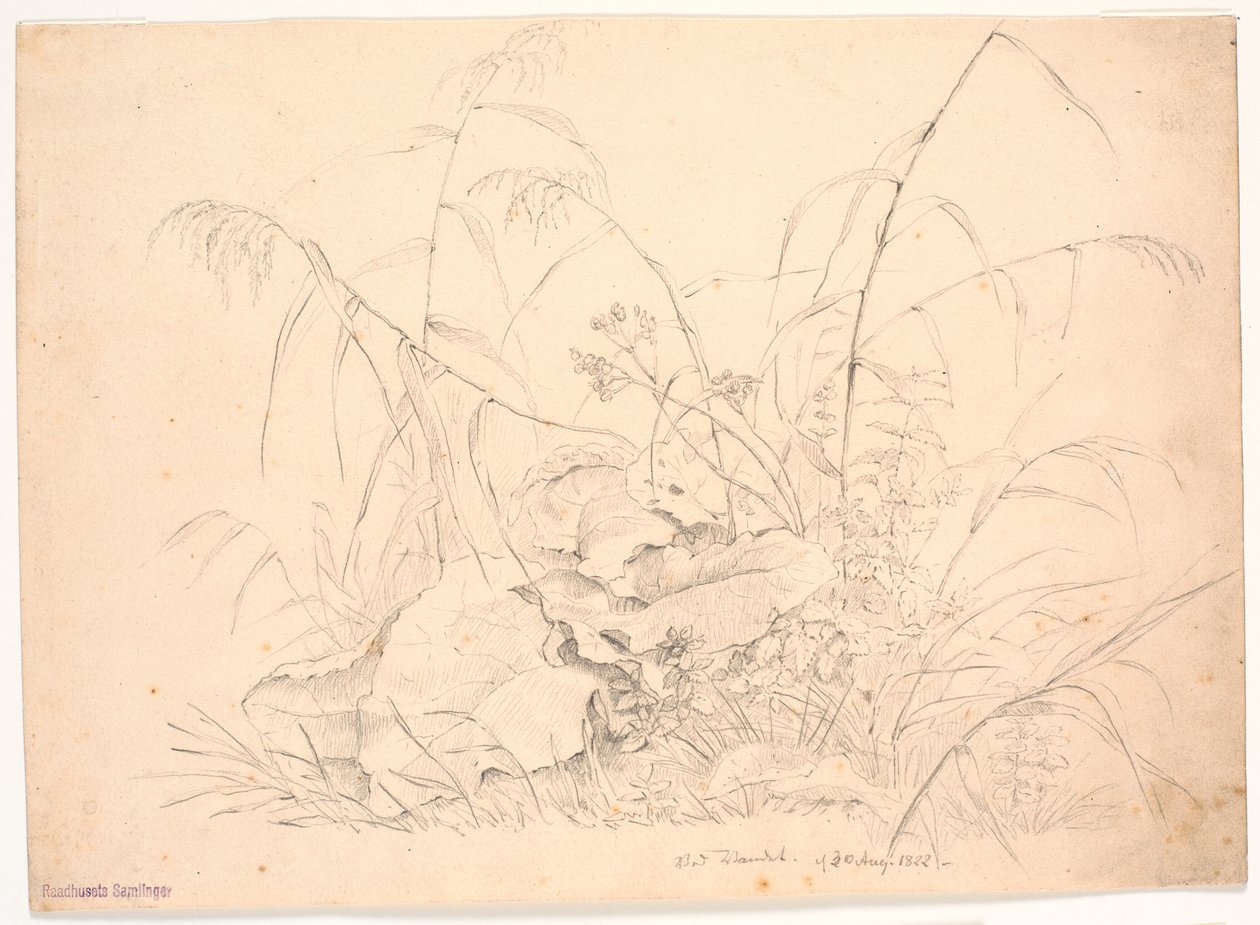 Plant Study. Reeds and Docks by J.P. Møller