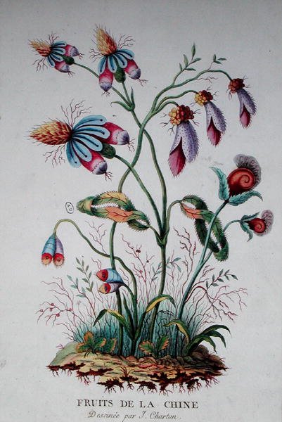 Fruits of China by J. (after) Charton