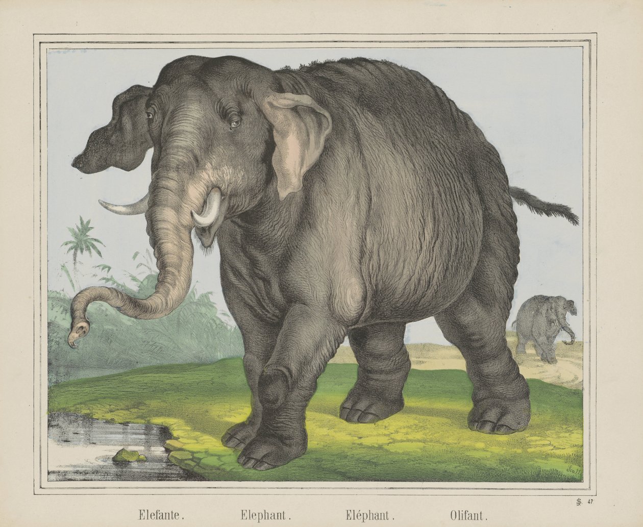 Elephant by J. Scotti