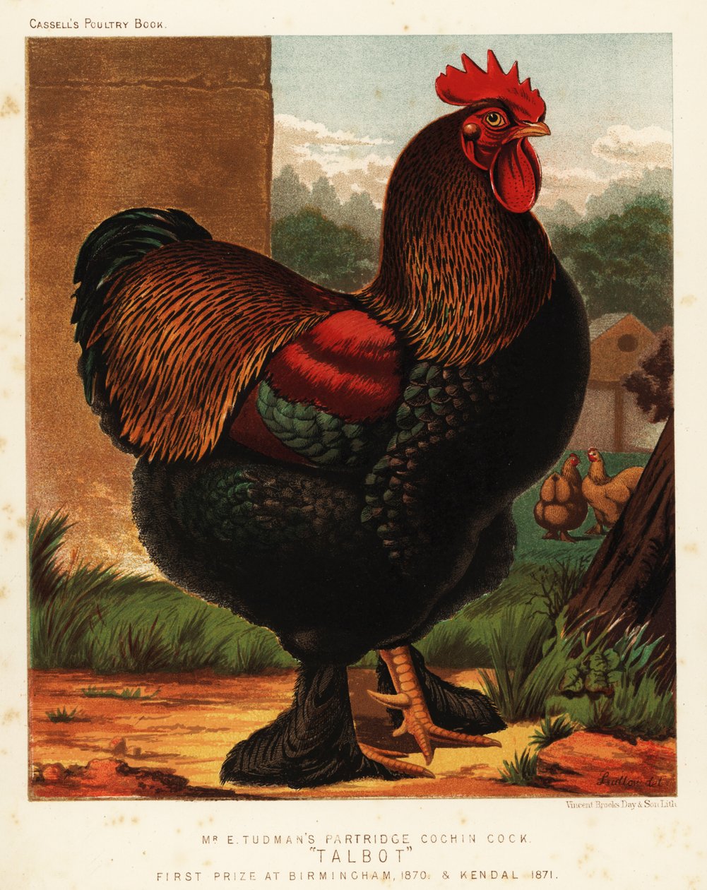 Partridge cochin cock by J. W. (after) Ludlow