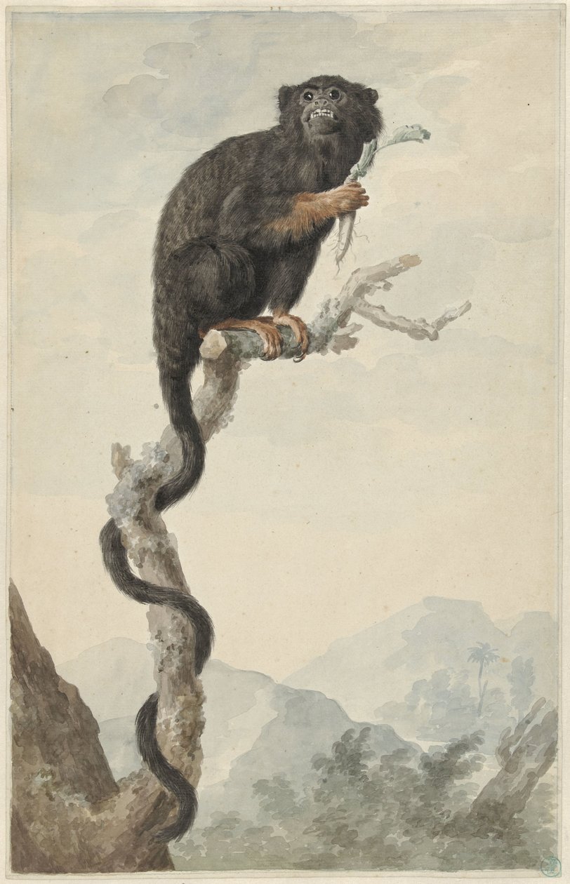A Red-handed Tamarin by Jacob Perkois