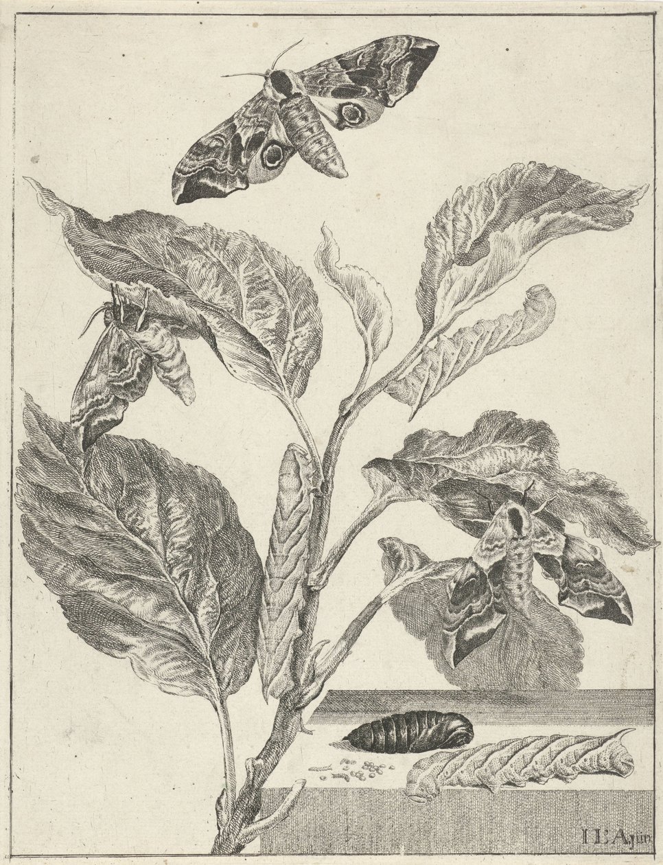 Leaves with Caterpillars and Butterflies by Jacob l