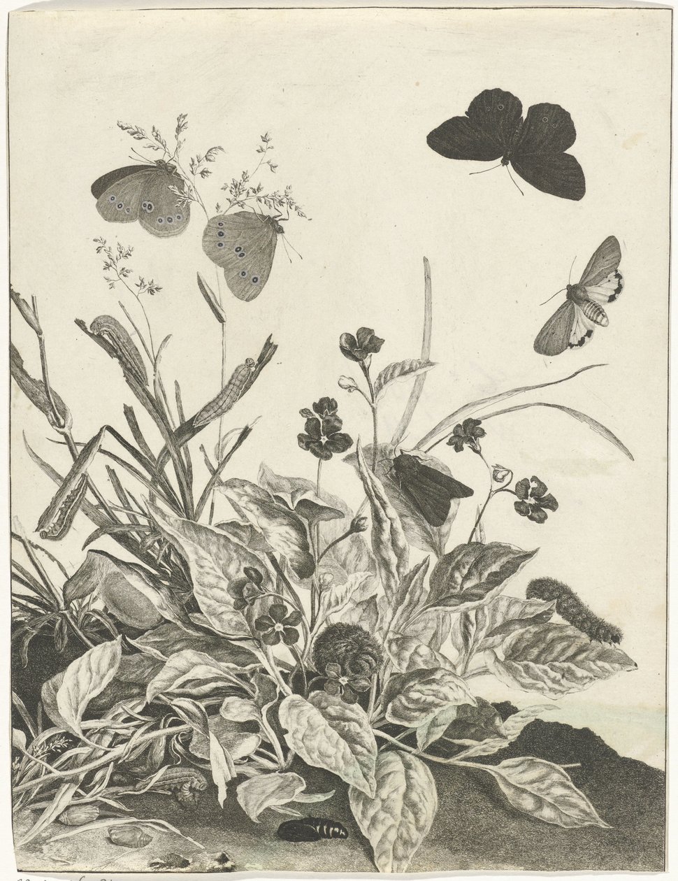 Plants with Butterflies and Caterpillars by Jacob l
