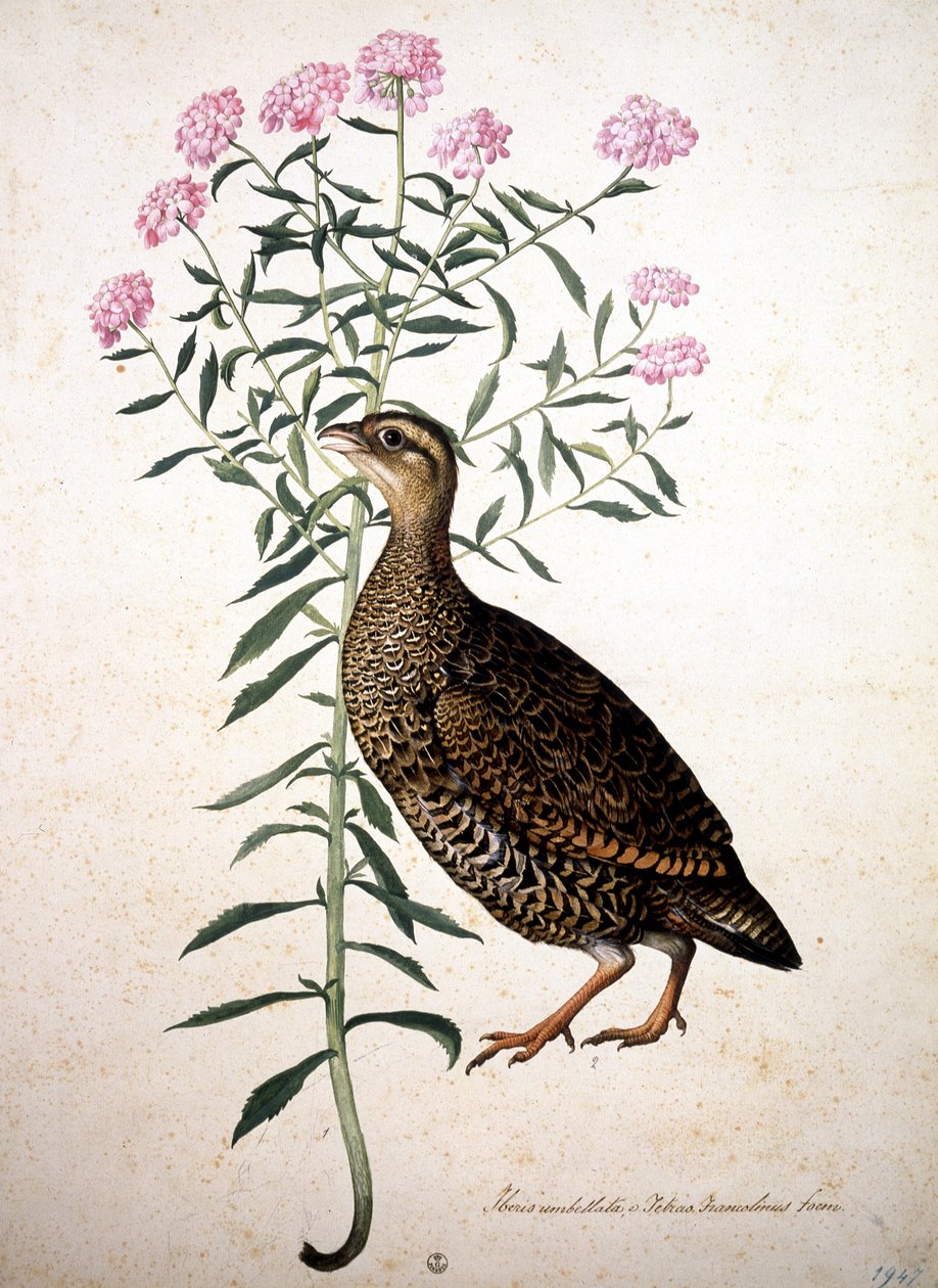 Unknown Image by Jacopo Ligozzi