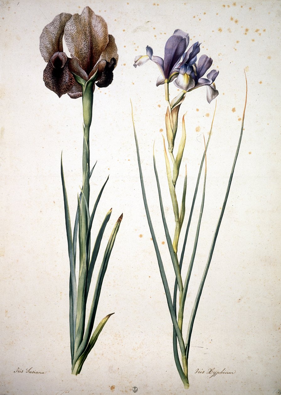 Unknown Image by Jacopo Ligozzi
