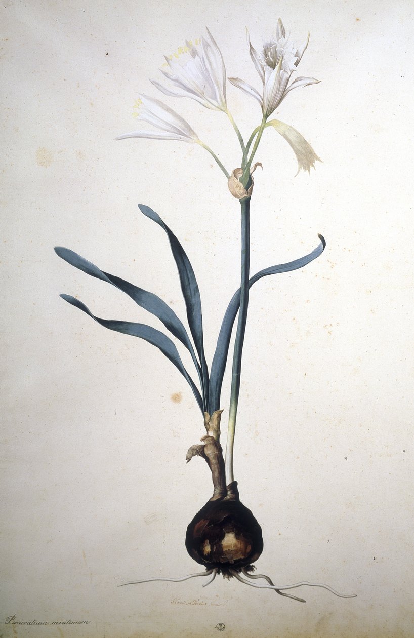 Unknown Image by Jacopo Ligozzi