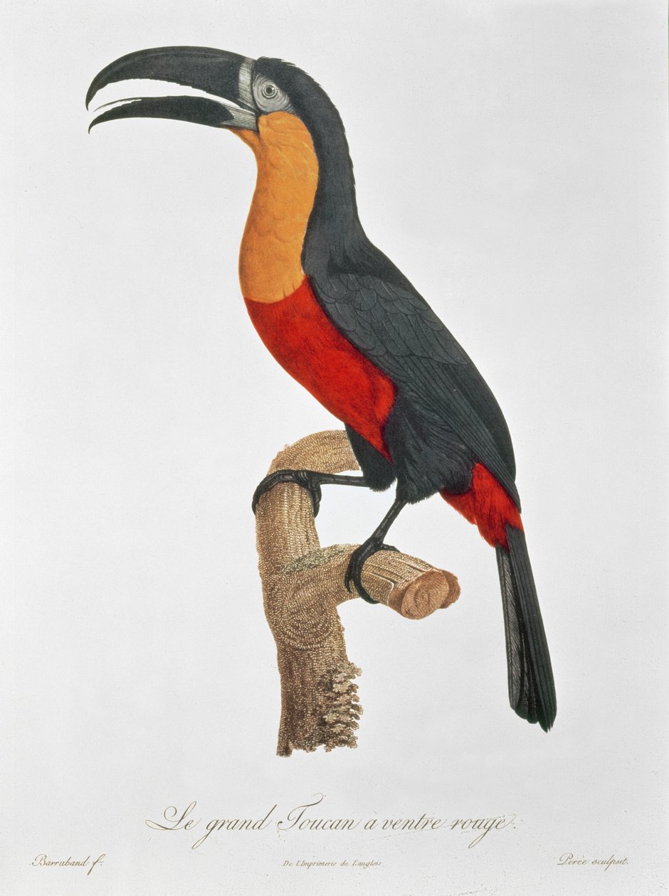 Toucan: Great Red-Bellied by Jacques Barraband by Jacques Barraband