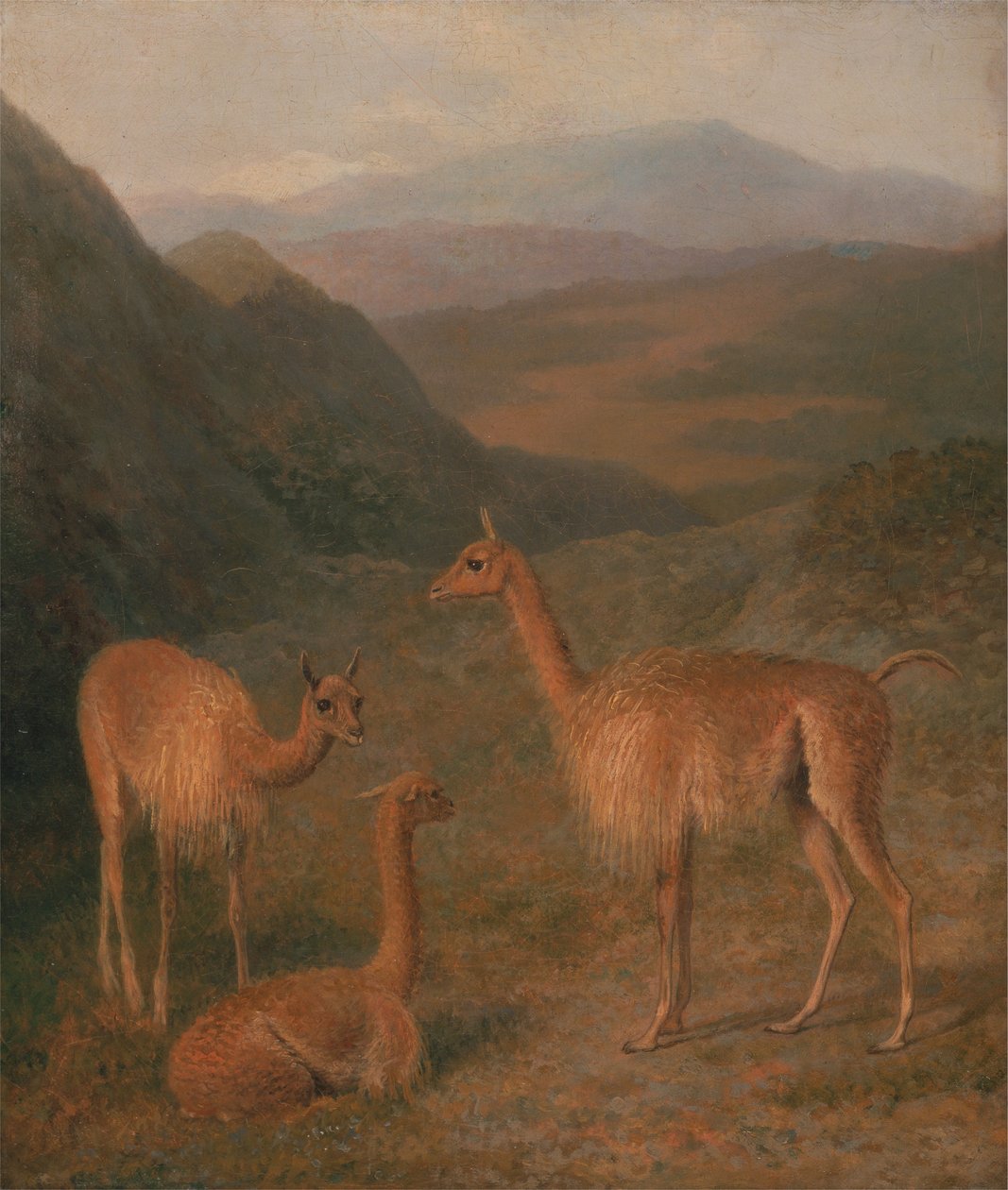 Vicunas by Jacques Laurent Agasse