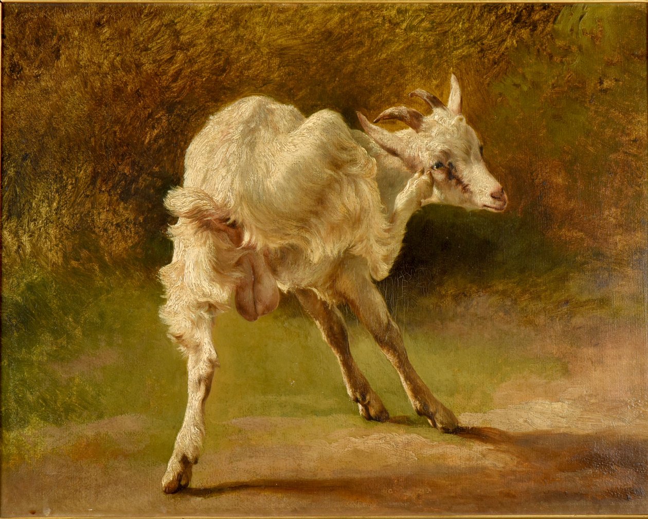 White Goat Scratching Its Head by Jacques Raymond Brascassat