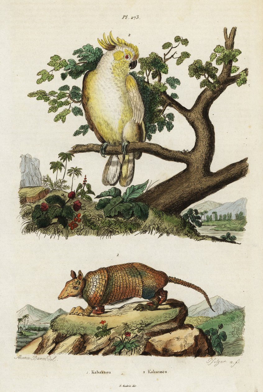 Yellow-crested Cockatoo and Armadillo by Jacques Reyne Isidore Acarie Baron