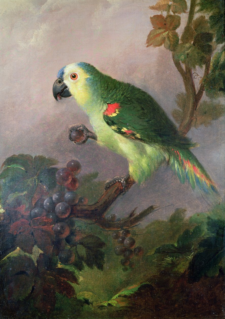 A Parrot by Jakob Bogdani or Bogdany