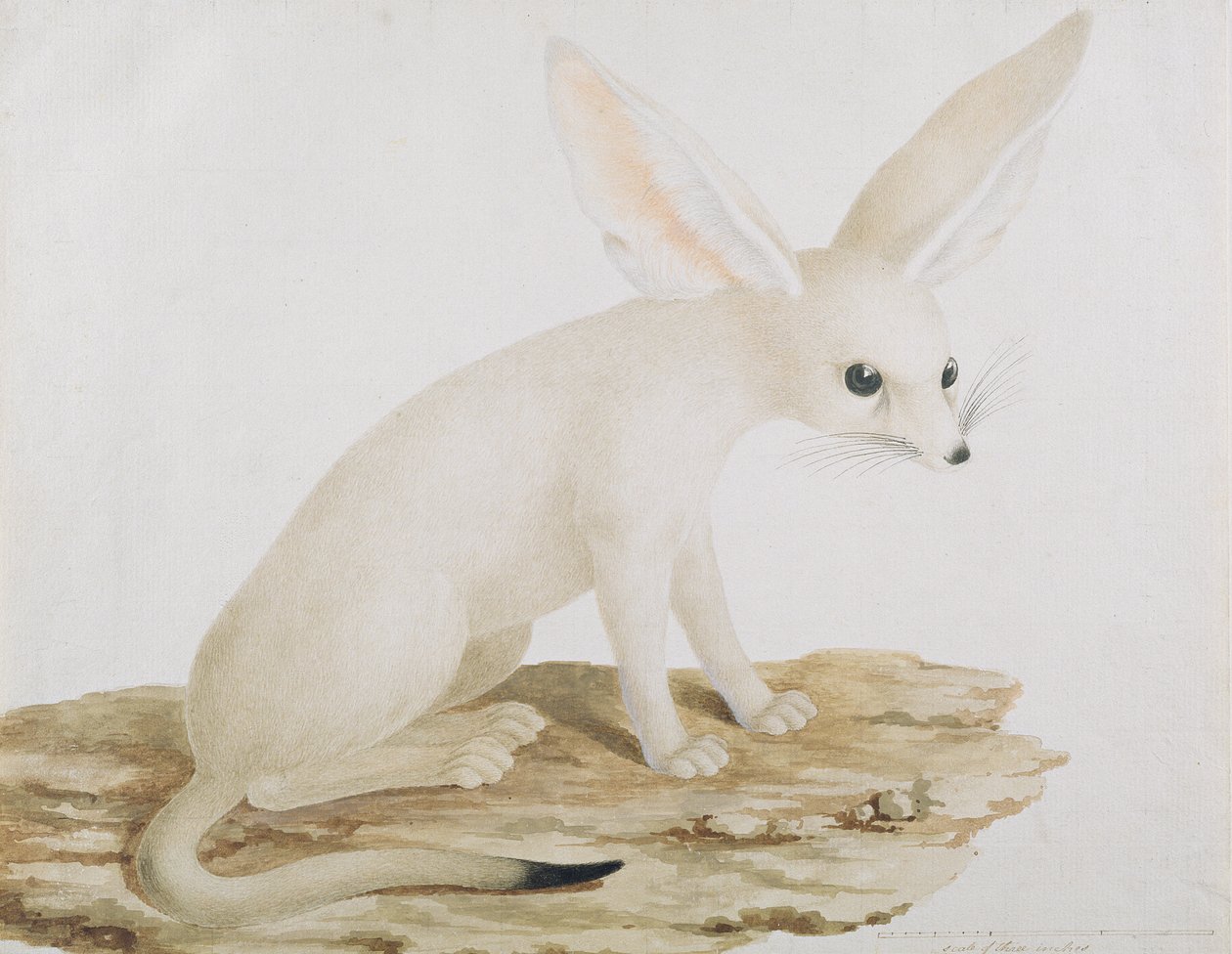 Fennec No. 3 by James Bruce