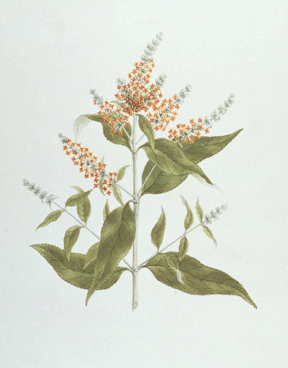 Umtar (Buddleia polystachya) by James Bruce