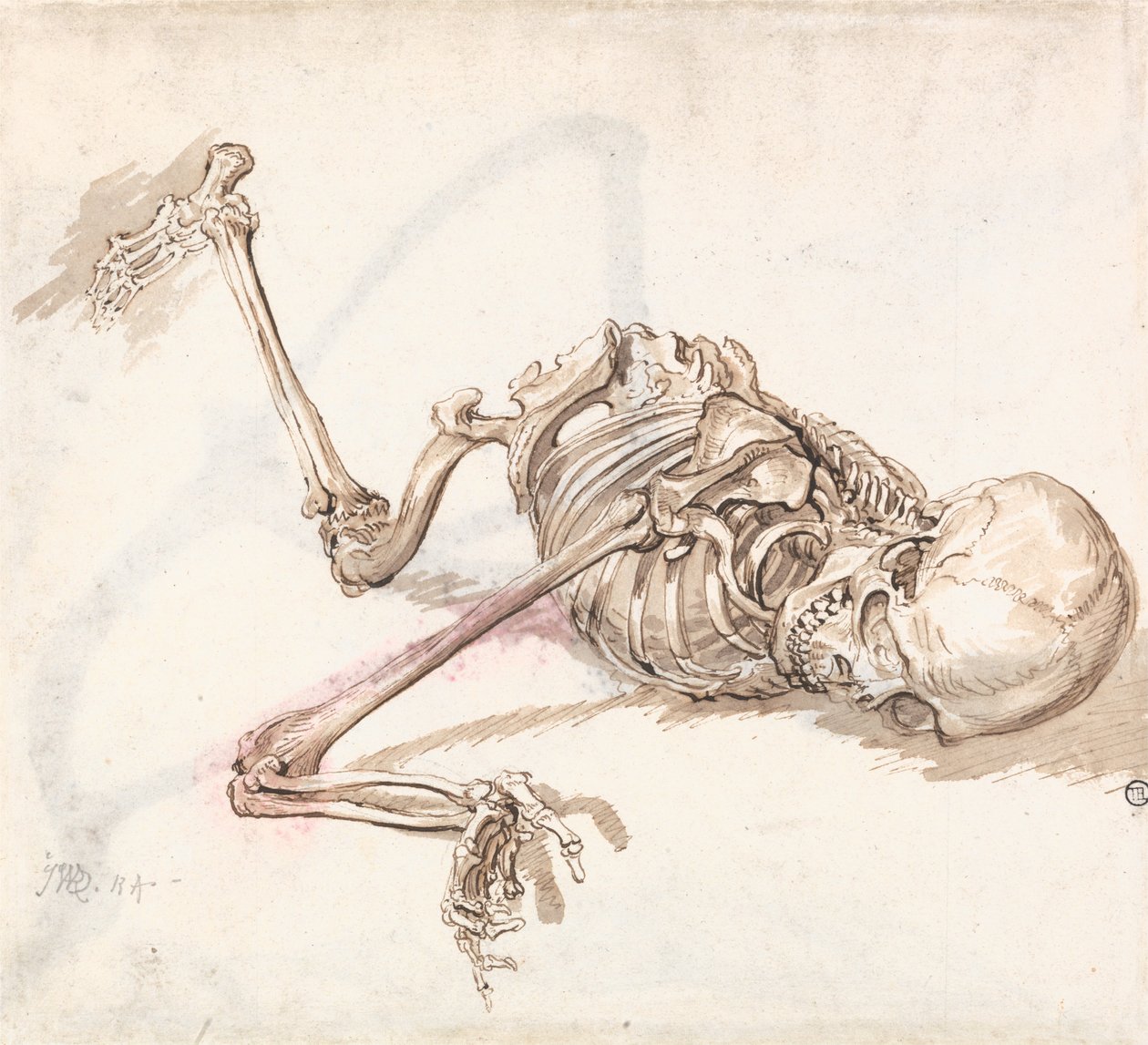 A Human Skeleton by James Ward