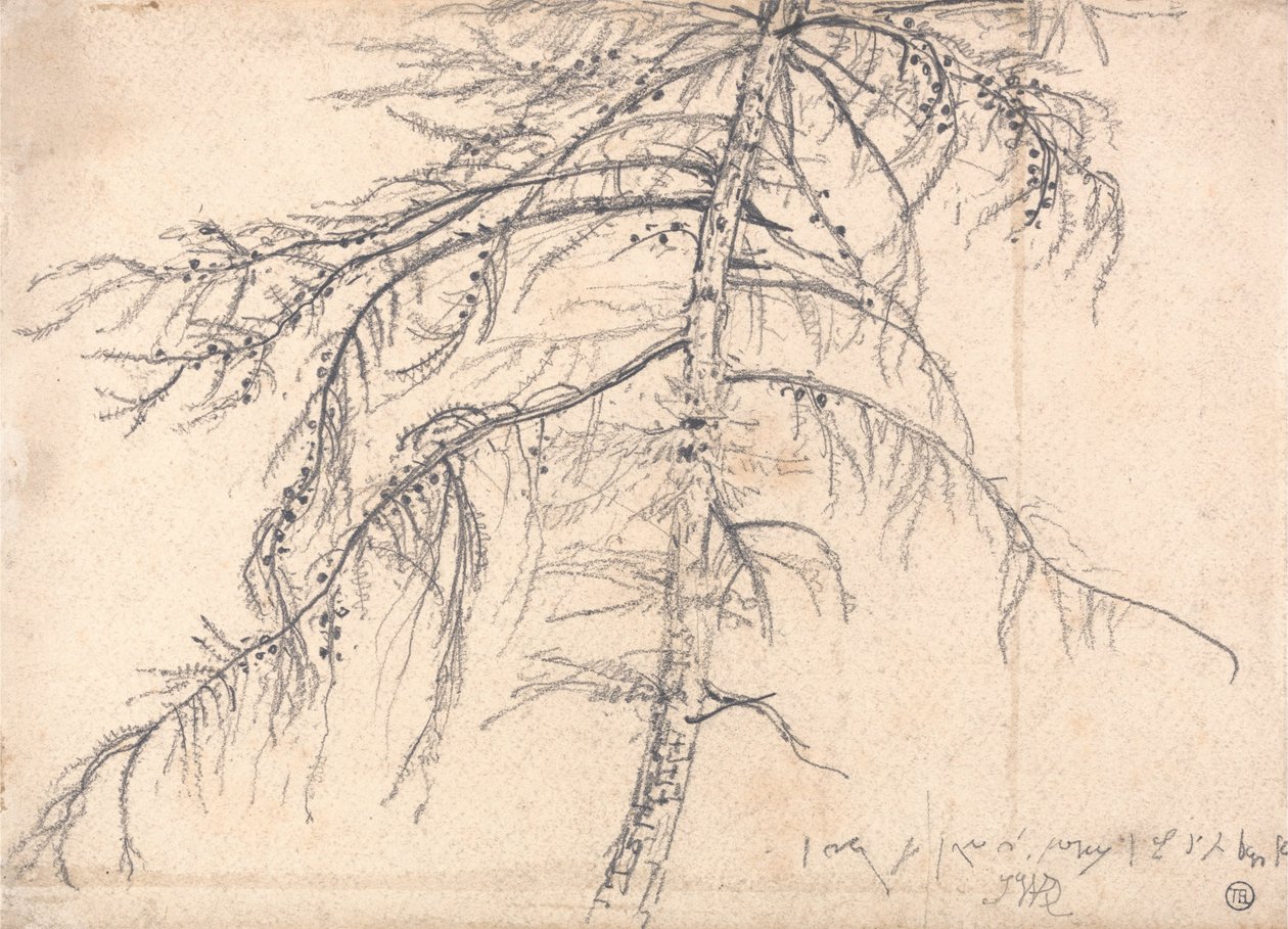 Larch Tree by James Ward