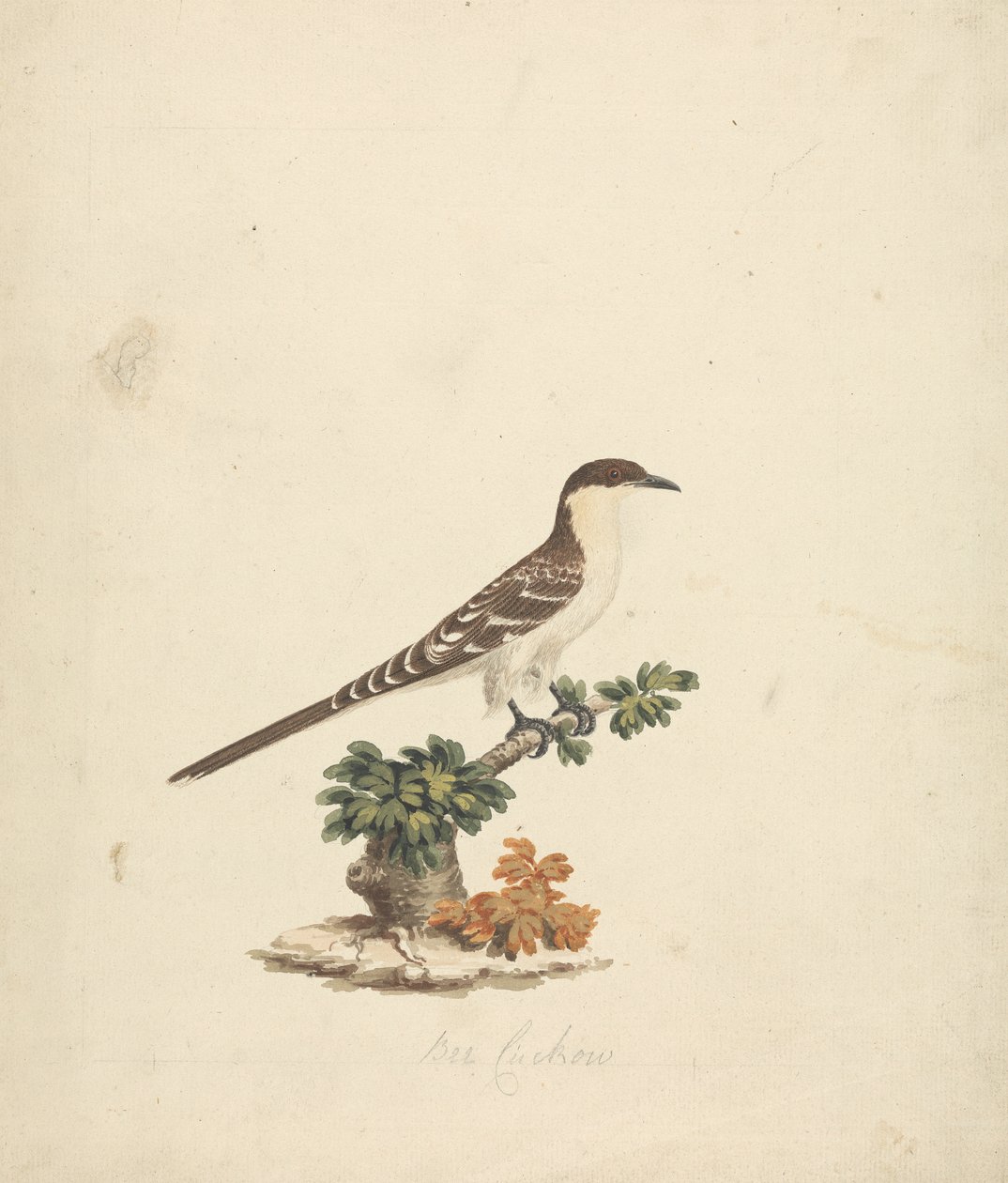 Bee Cuckoo by James Bruce