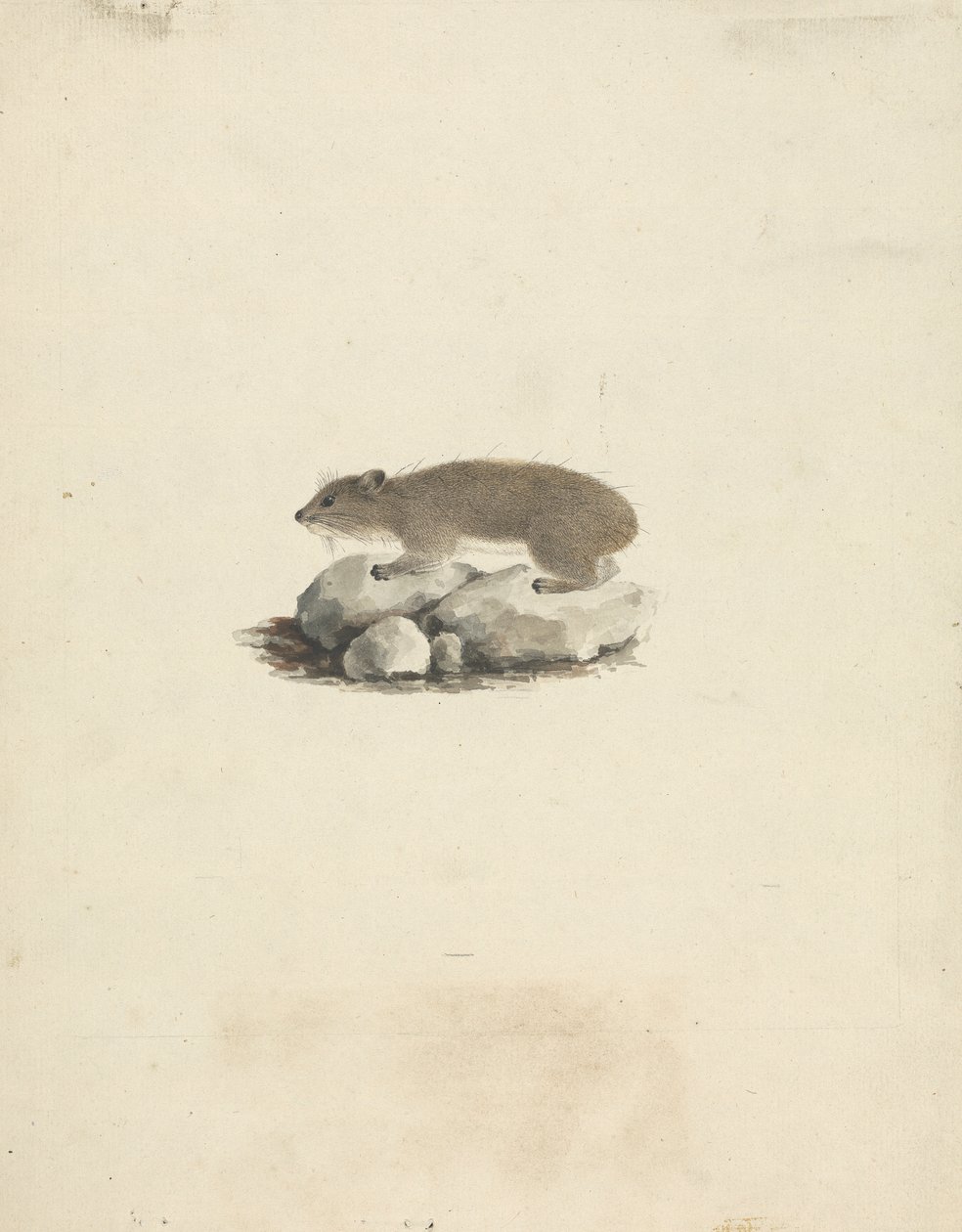 Heterohyrax brucei (Yellow-Spotted Rock Hyrax) by James Bruce