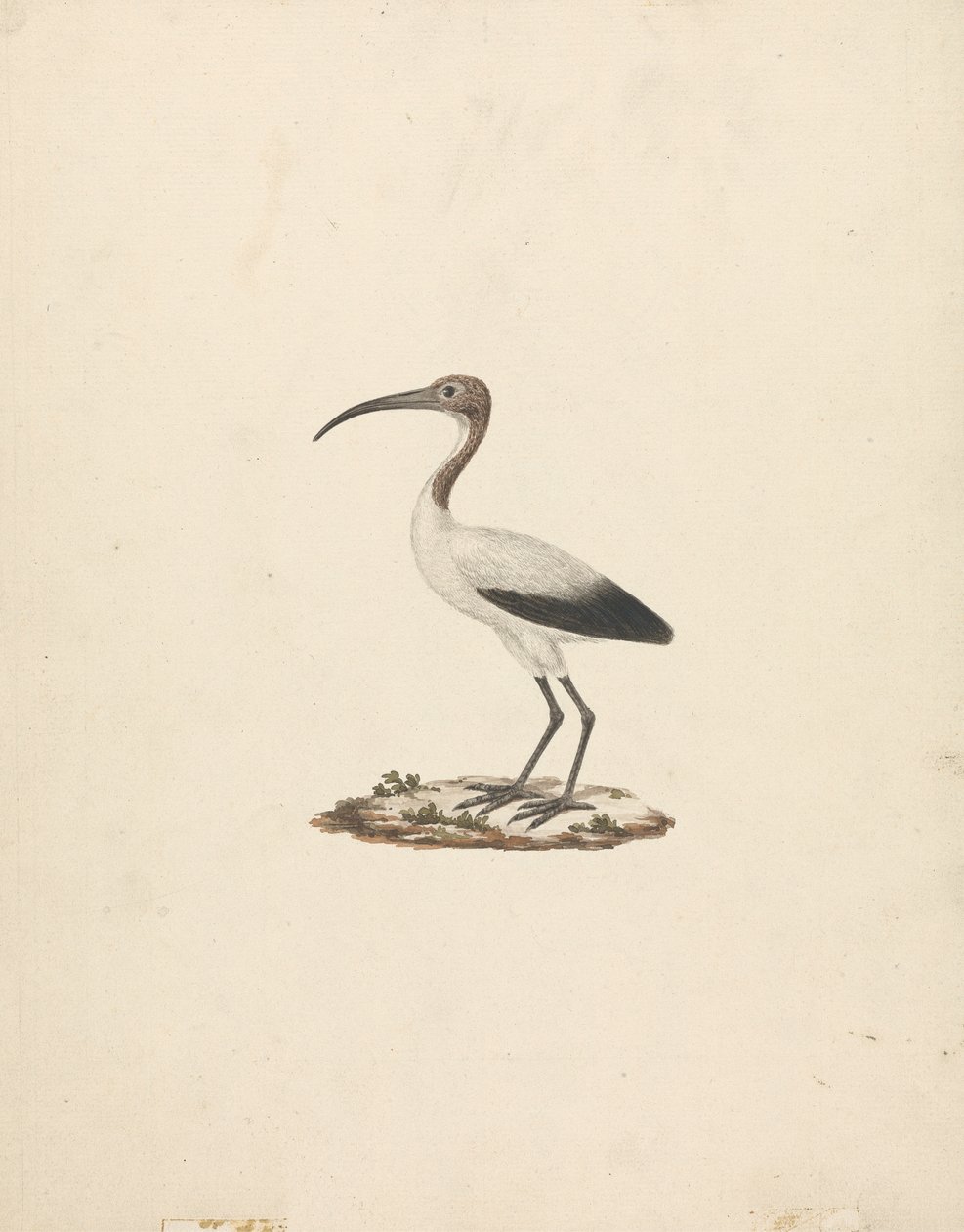 Threkiornis aethiopicus (African Sacred Ibis) by James Bruce