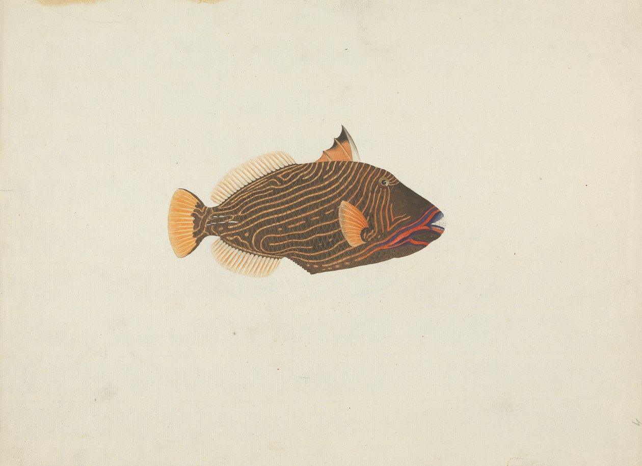 Unidentified Fish by James Bruce