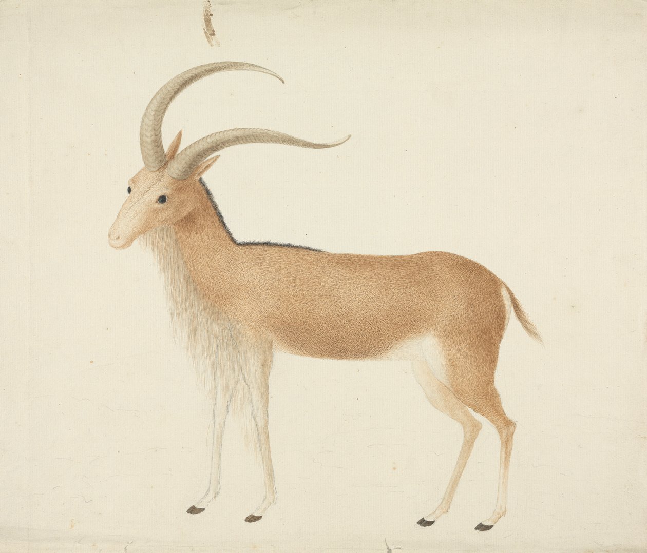 Unidentified Ungulate by James Bruce