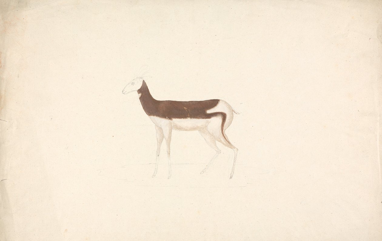 Unidentified Ungulate by James Bruce