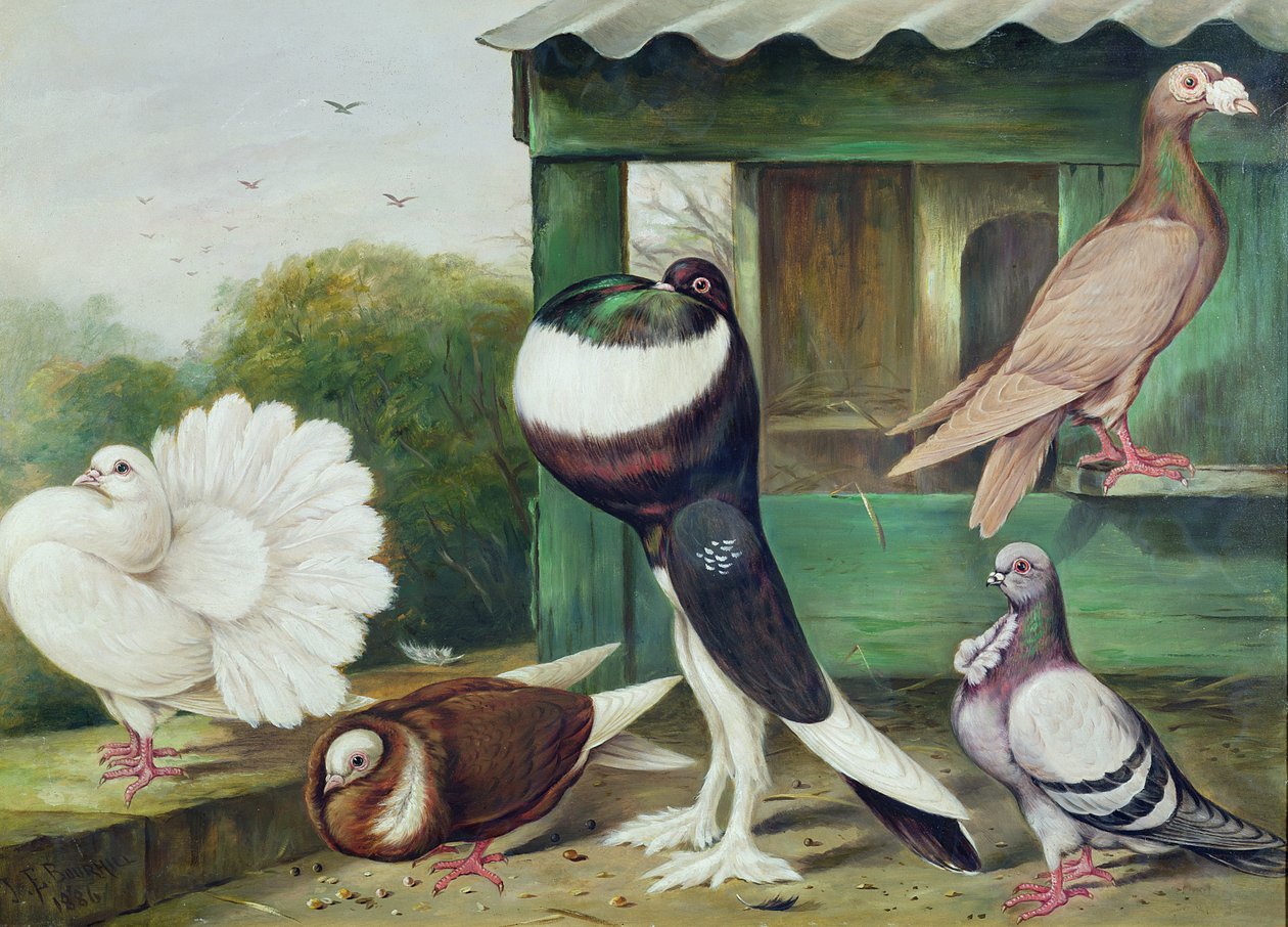 Unknown Image by James E. Bourhill