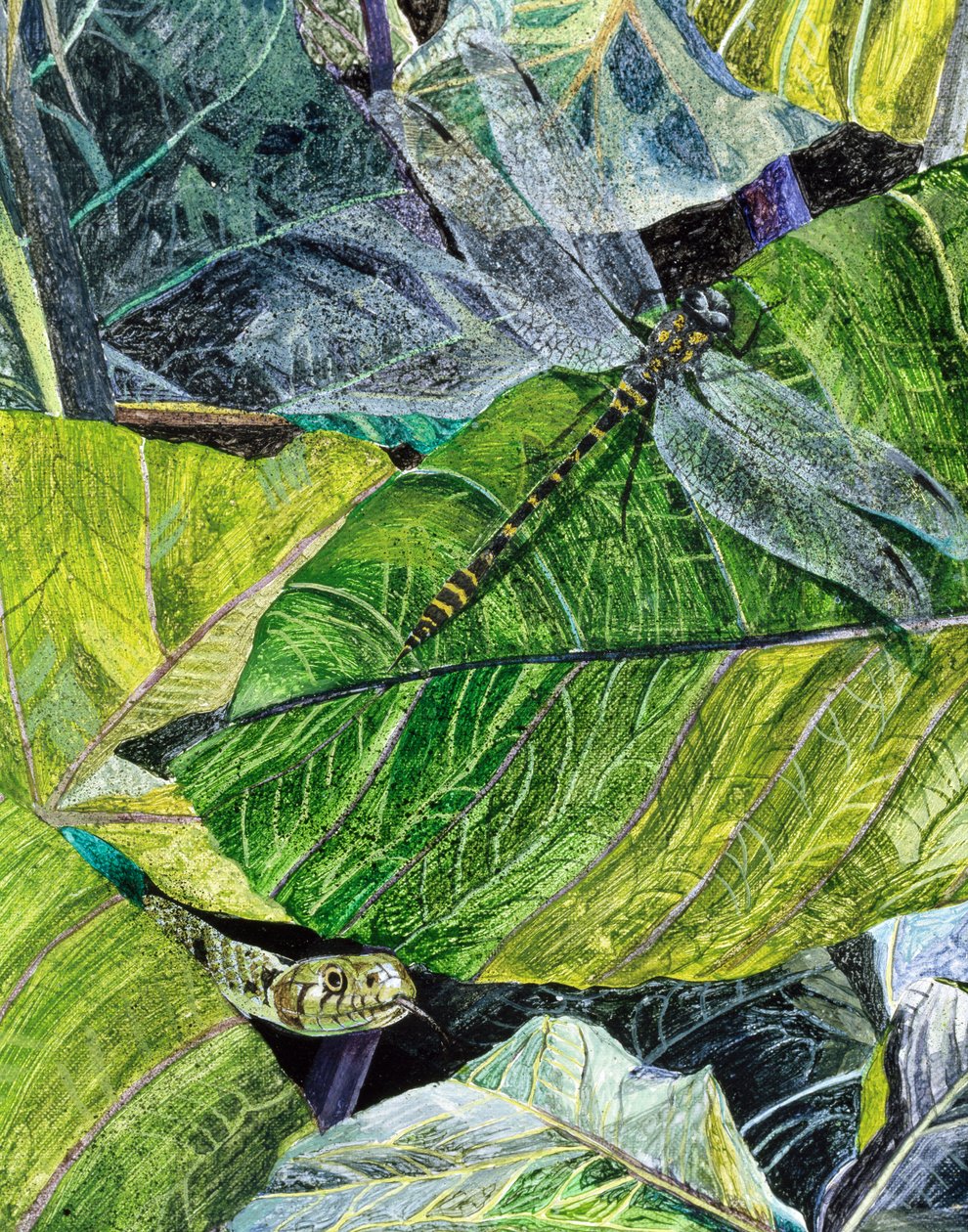 Water Snake and Dragon-fly by James Reeve