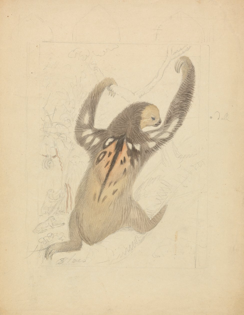 A Three-fingered Sloth by James Sowerby
