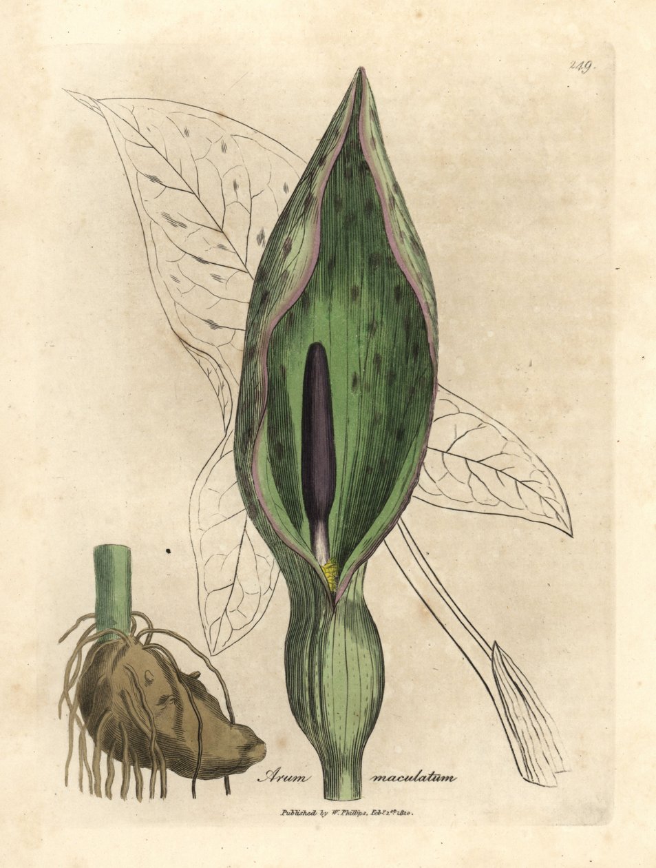 Common arum, Arum maculatum by James Sowerby