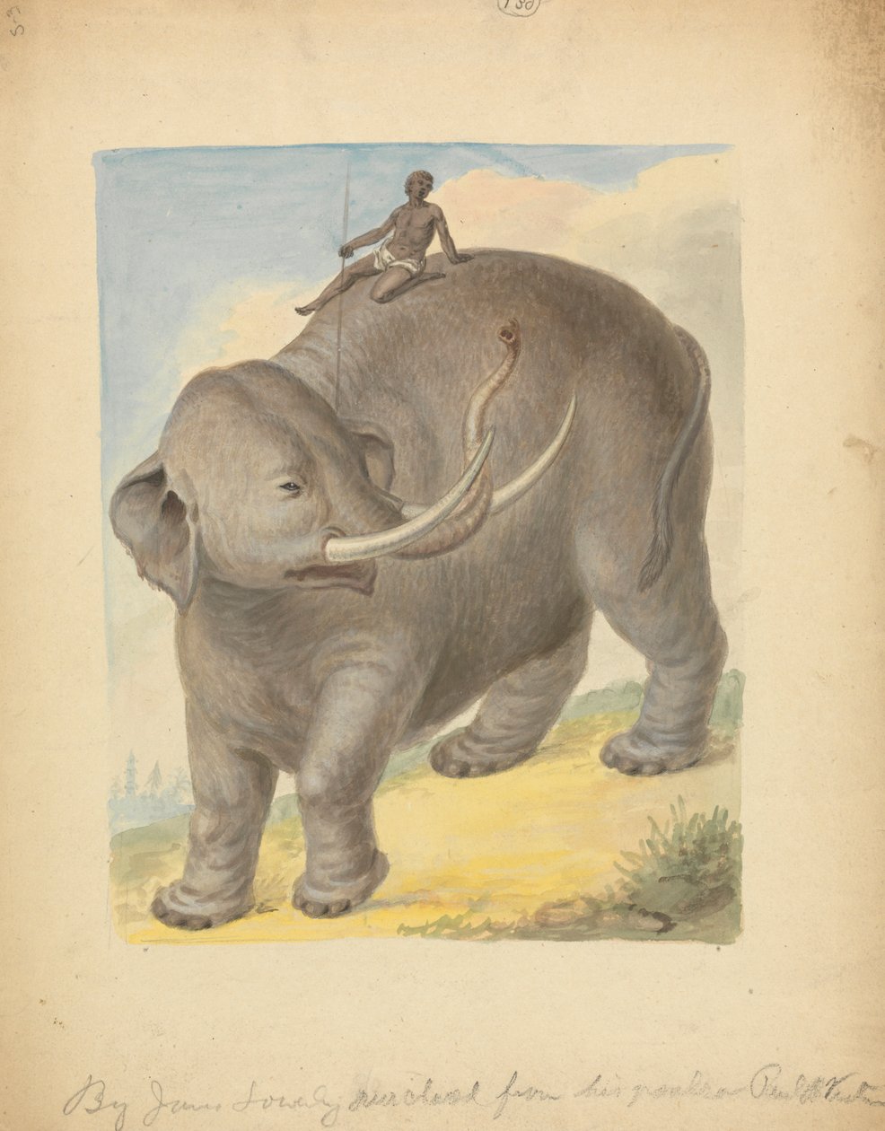 Elephant with Rider by James Sowerby