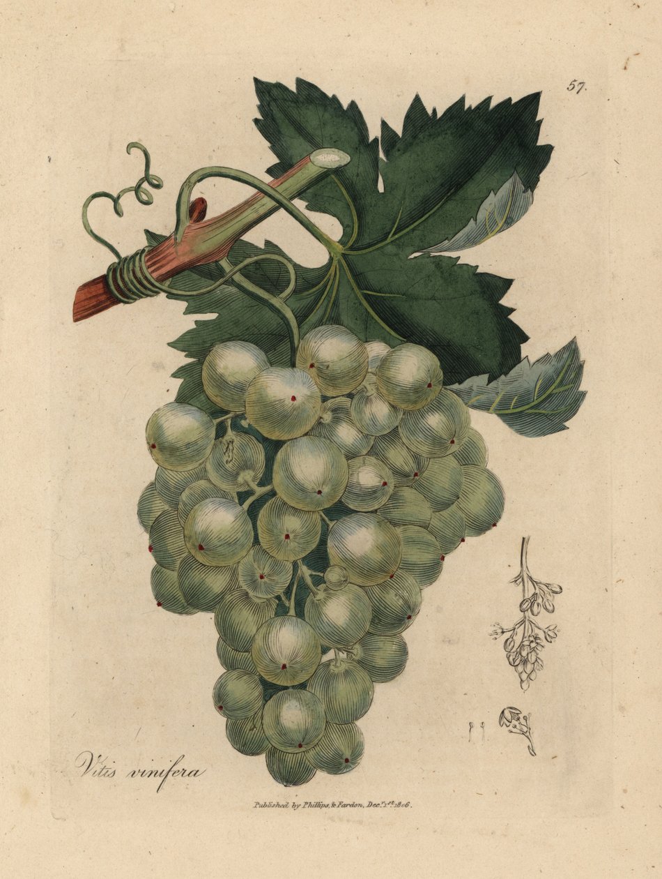 Green Grapes, Vine and Leaves by James Sowerby