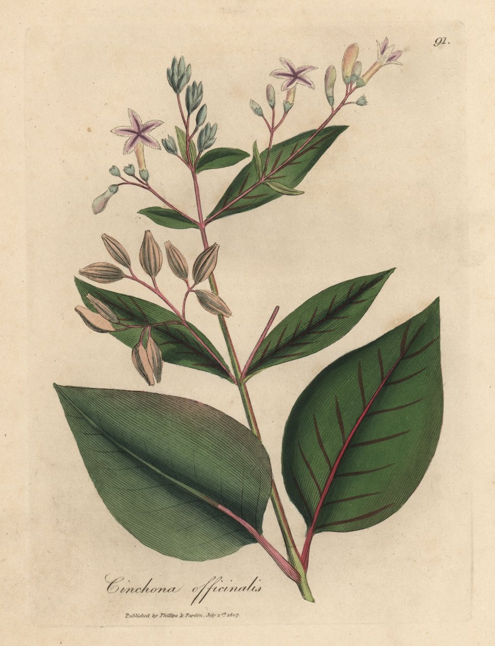 Pink flowered Peruvian bark tree, Cinchona officinalis by James Sowerby