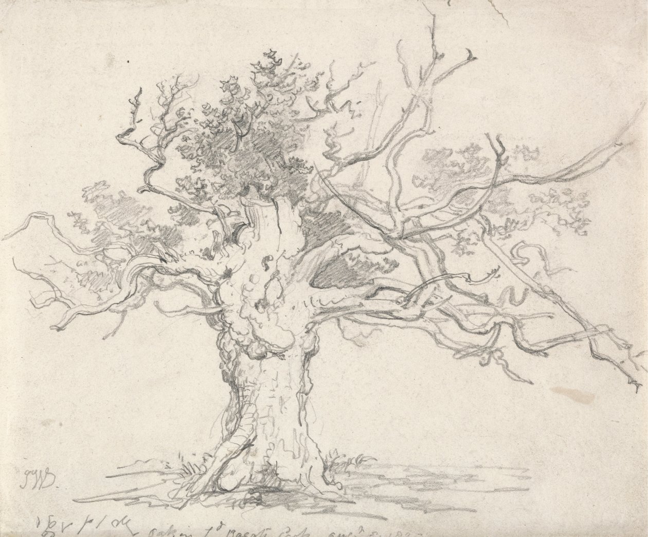 A Stunted Oak by James Ward